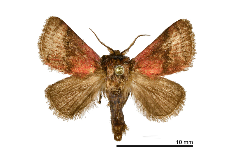 Matsumurides okinawanus Male